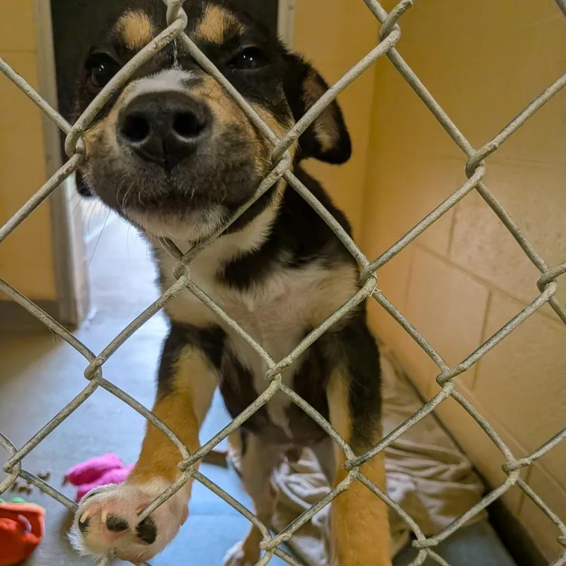 A baby small-sized male Black Shepherd dog named Spud for adoption in Fairfax Station, VA