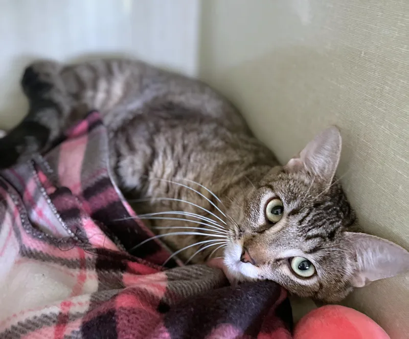 An adult medium-sized female Tabby (Brown / Chocolate) Domestic Short Hair cat named Basil for adoption in Seville, OH