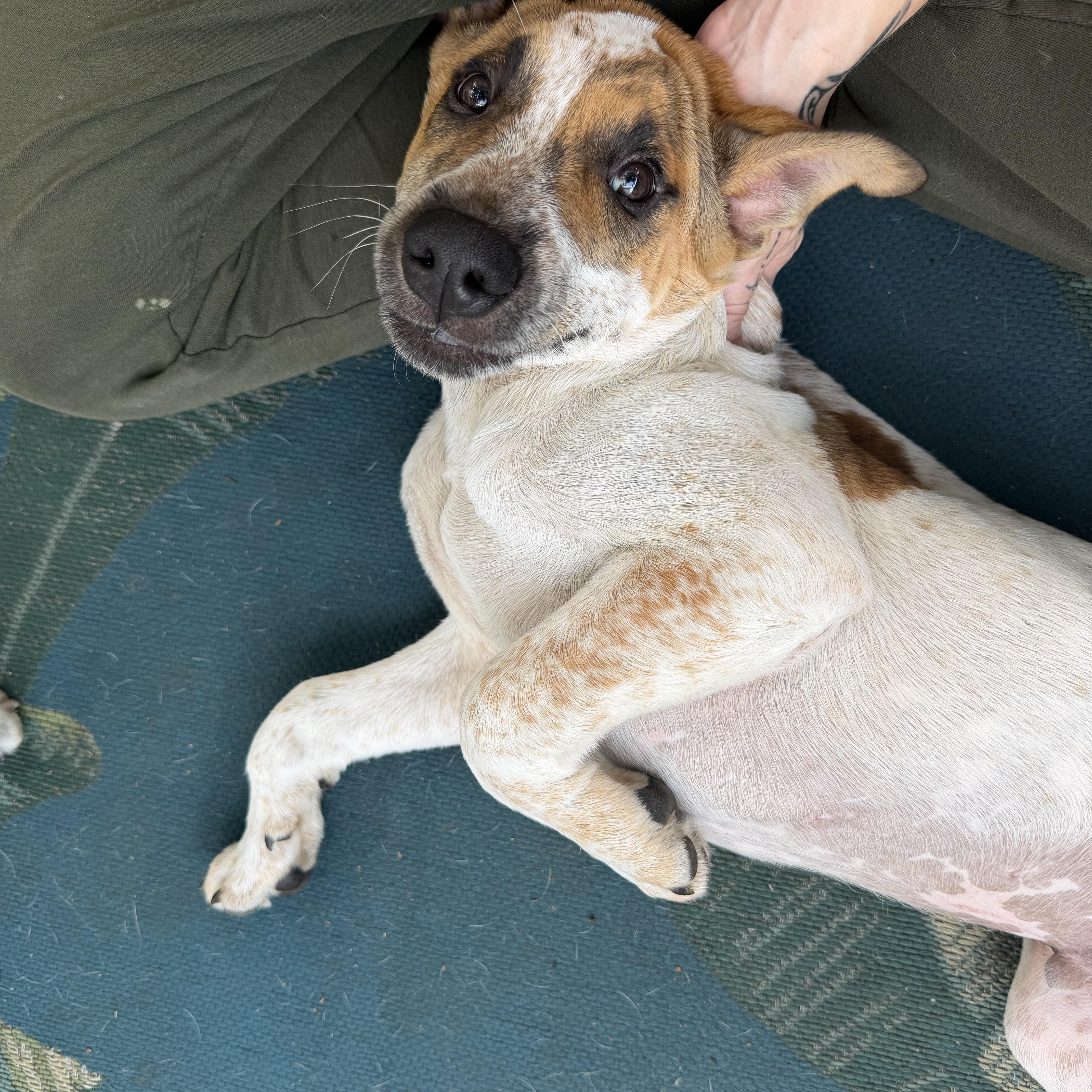 A young medium-sized male Pit Bull Terrier dog named Speckles for adoption in Minneapolis, MN