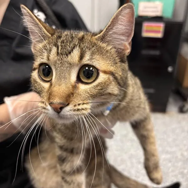 A young small-sized female Domestic Short Hair cat named Poppi for adoption in Des Moines, IA