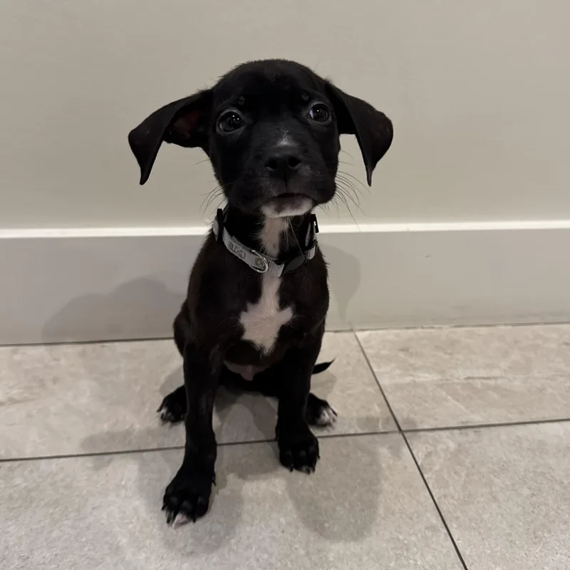 A baby medium-sized female Mixed Breed dog named Mary Puppins for adoption in Henderson, NV