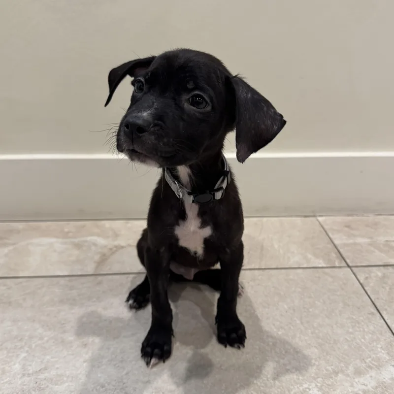 Mary Puppins thumbnail 2