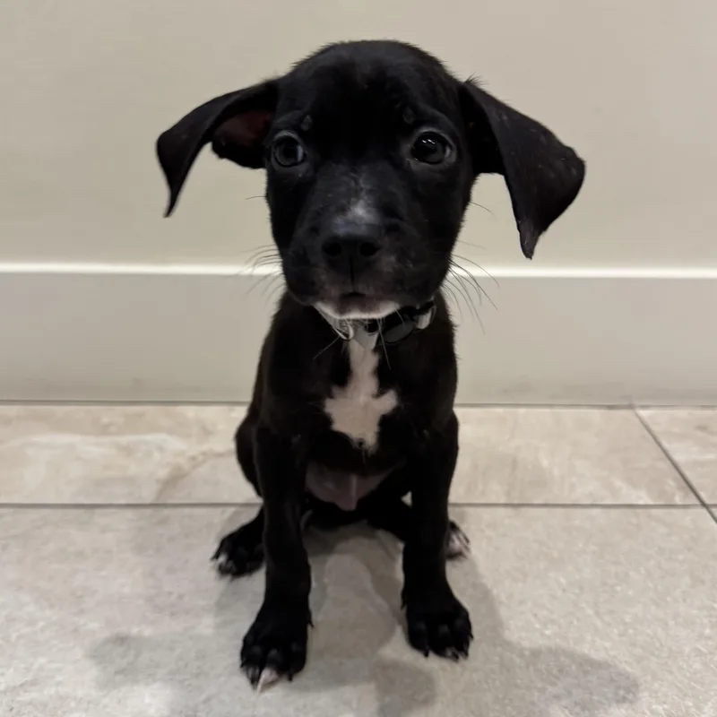 Mary Puppins thumbnail 3