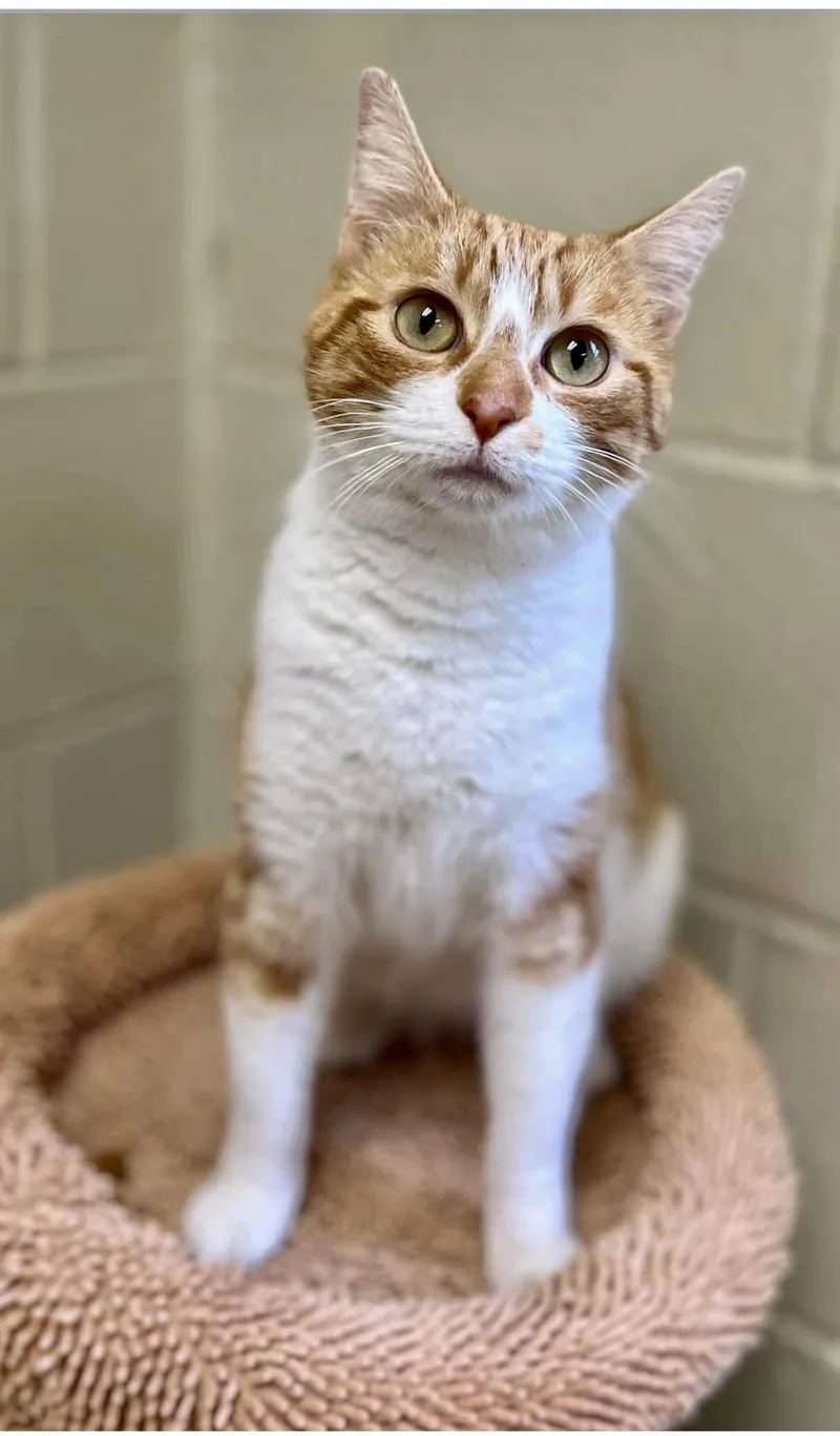 An adult medium-sized female Tabby (Orange / Red) Domestic Short Hair cat named Clementine for adoption in Greensboro, GA