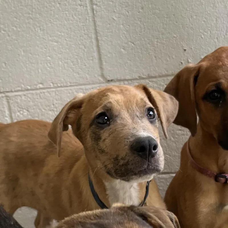 A baby small-sized male Yellow / Tan / Blond / Fawn Mixed Breed dog named Dallas for adoption in Marble, NC