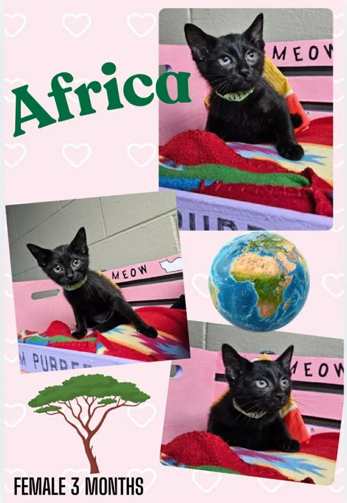 A baby large-sized female Domestic Short Hair cat named Africa for adoption in Blountville, TN