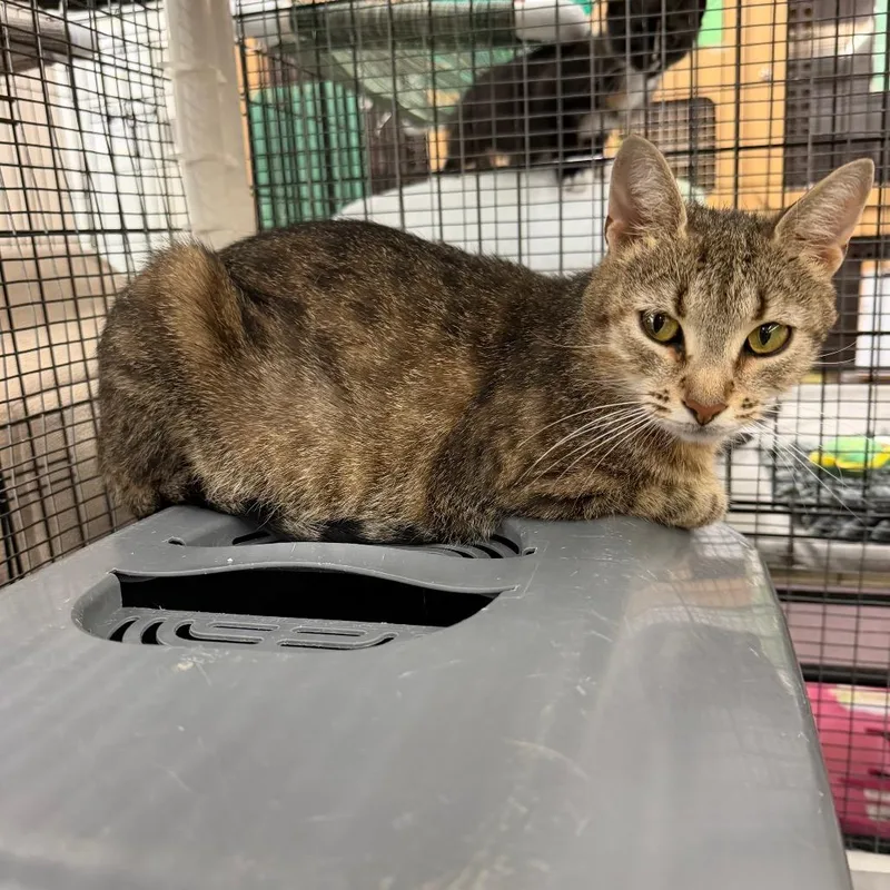 A young small-sized female Gray / Blue / Silver Domestic Short Hair cat named Jaffa for adoption in Raleigh, NC