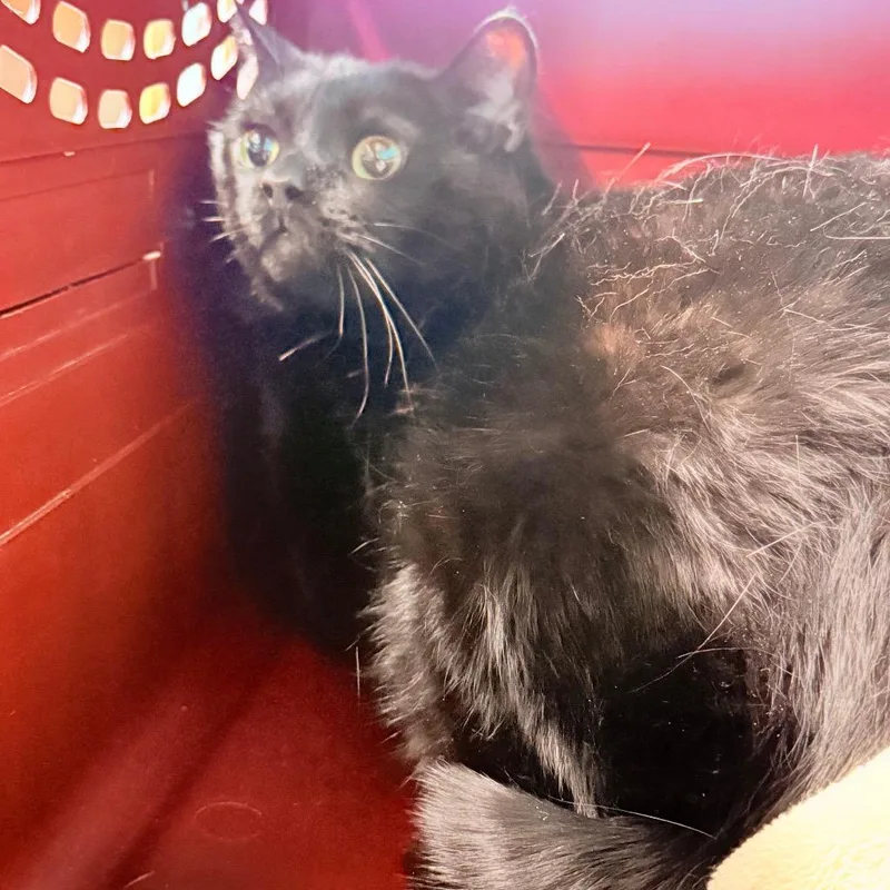 An adult large-sized male Domestic Short Hair cat named Cam for adoption in Utica, MI