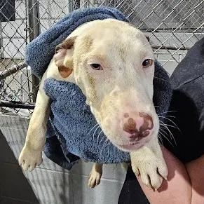 A baby small-sized male White / Cream Labrador Retriever dog named River for adoption in New York, NY
