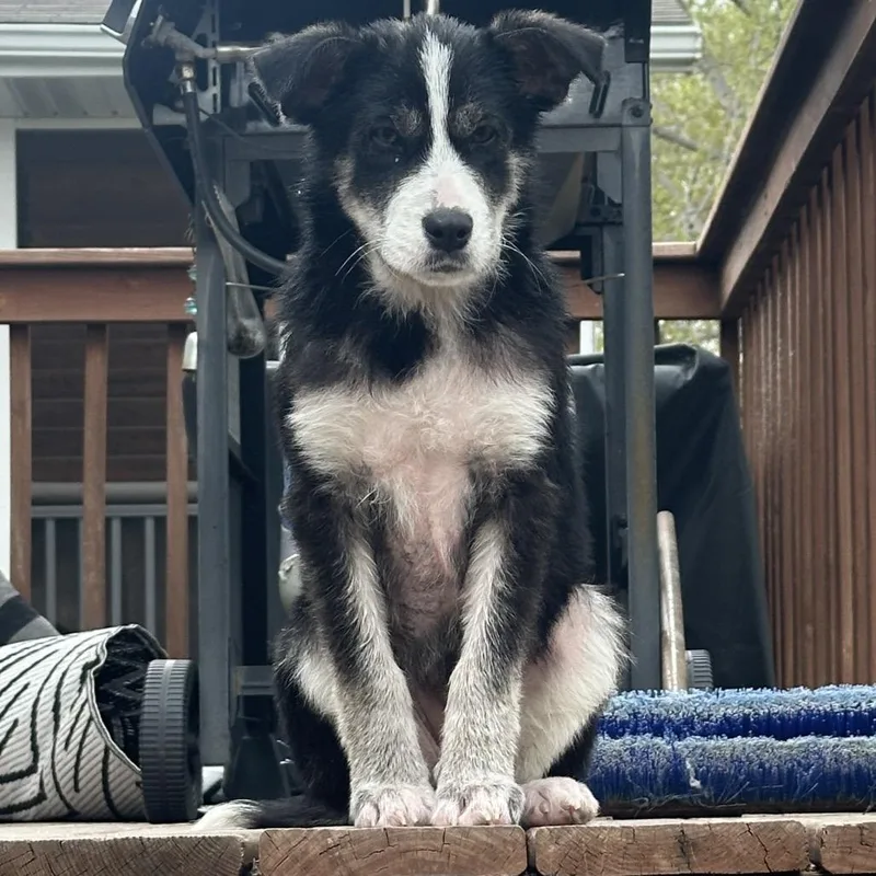 A baby small-sized female Black Mixed Breed dog named Holler for adoption in Buffalo, MN