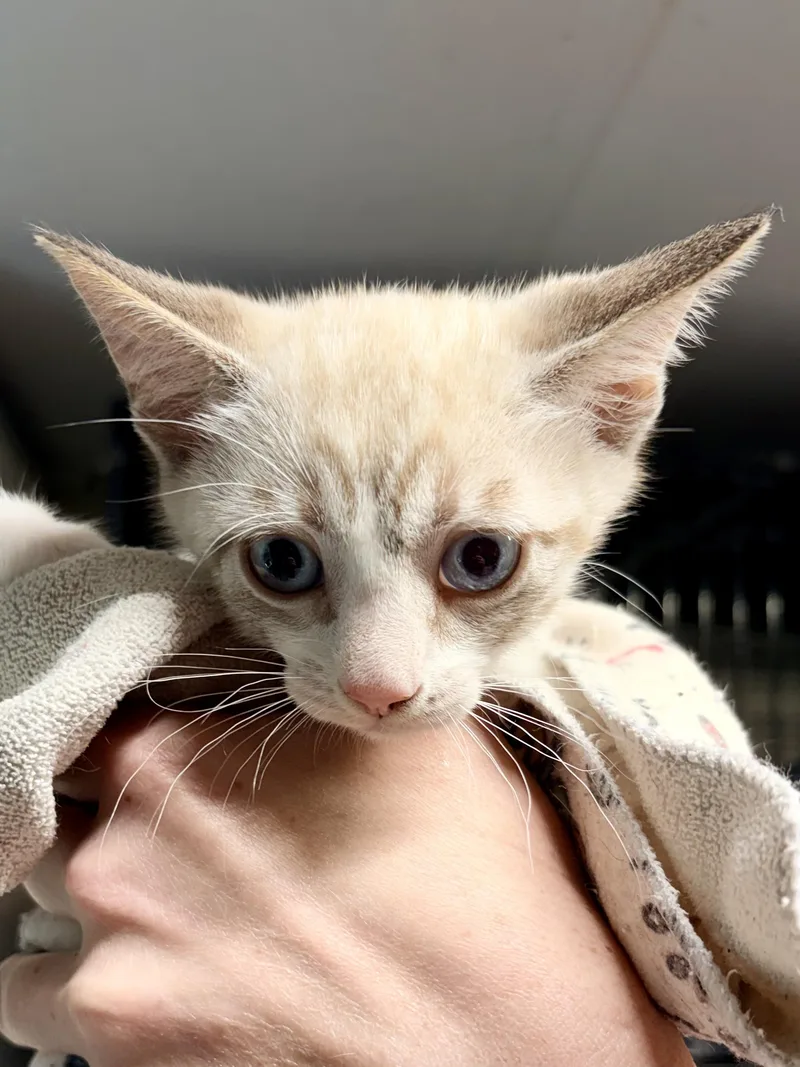 A baby medium-sized male White Snowshoe cat named Chickpea for adoption in Bulverde, TX