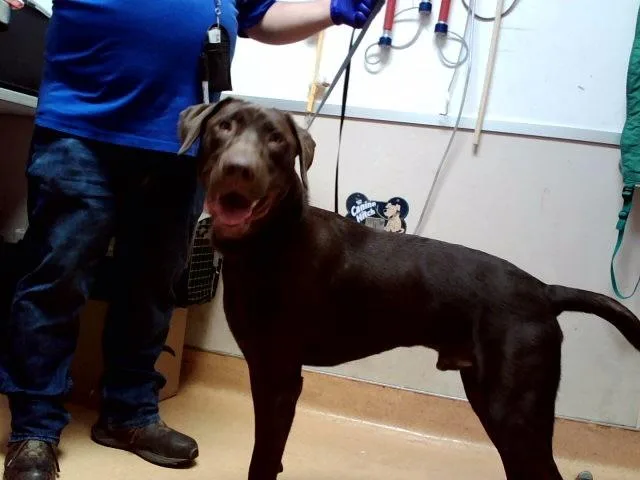 An adult large-sized male Labrador Retriever dog named Bic for adoption in Martinez, CA