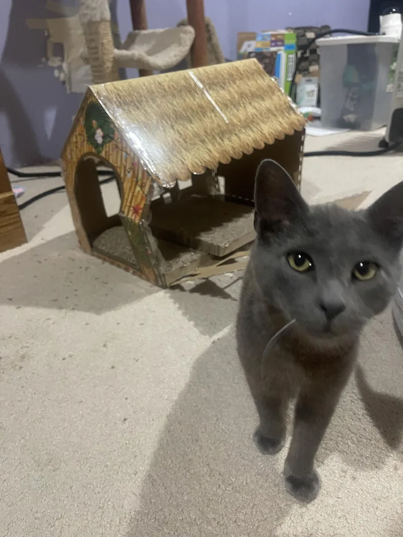 A baby medium-sized male Gray / Blue / Silver Domestic Short Hair cat named Clyde Wilton for adoption in Philadelphia, PA