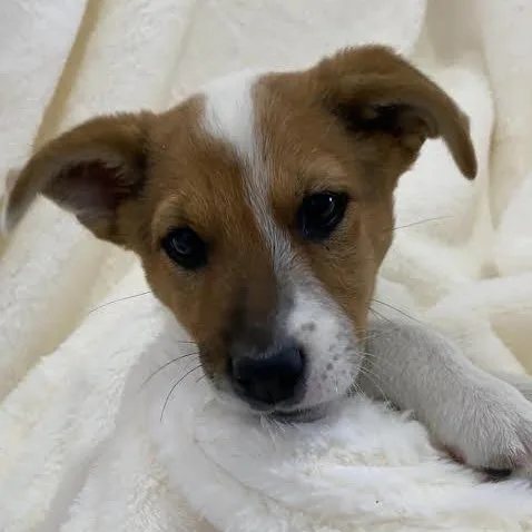A baby medium-sized female Tricolor (Brown, Black, & White) Australian Cattle Dog / Blue Heeler dog named Holly for adoption in Austin, TX