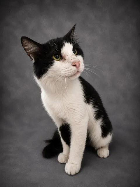 An adult small-sized male Domestic Short Hair cat named Oreo for adoption in Winter Haven, FL