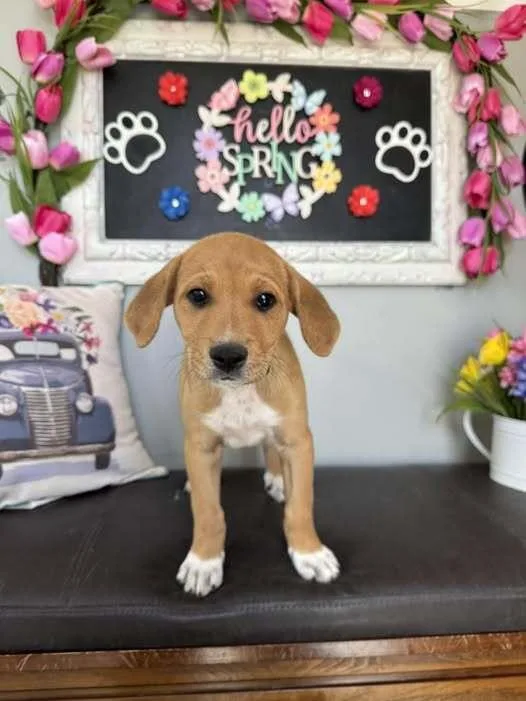 A baby small-sized female Great Pyrenees dog named Folly for adoption in Milton, DE