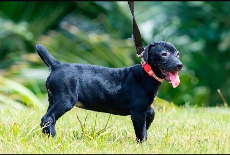 A baby large-sized female Black Labrador Retriever dog named Velvet for adoption in Orlando, FL