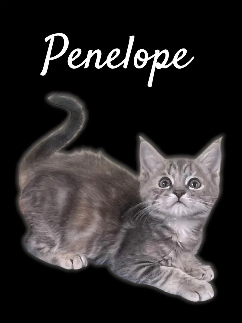 A baby small-sized female Torbie Domestic Short Hair cat named Penelope for adoption in Auburn, CA
