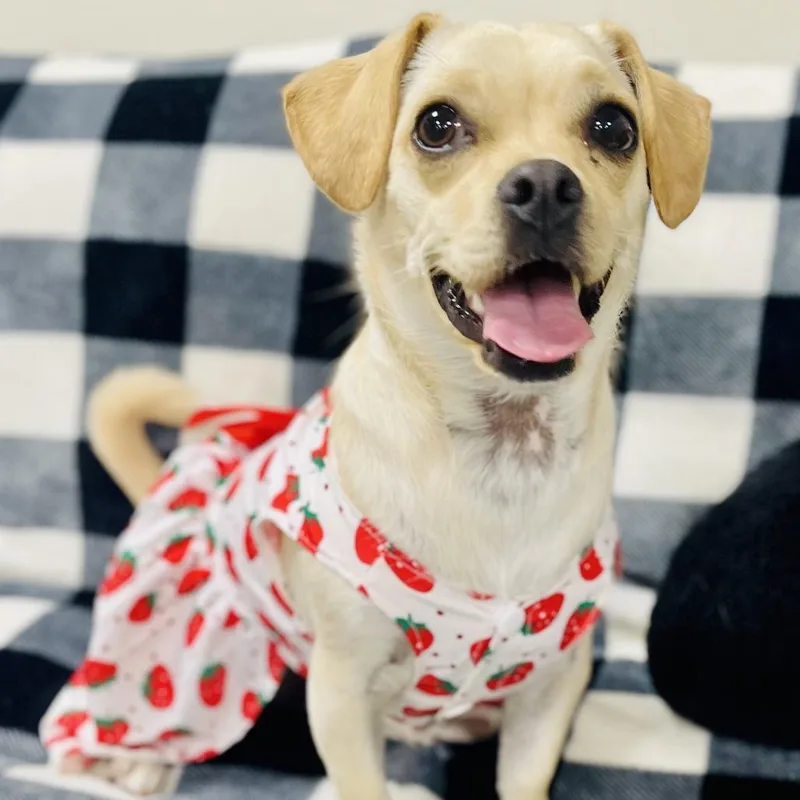 A young small-sized female Yellow / Tan / Blond / Fawn Chihuahua dog named Prizzy for adoption in Donalsonville, GA