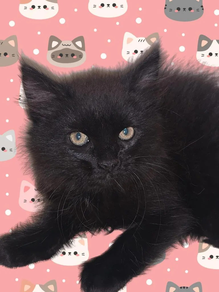 A baby medium-sized female Domestic Long Hair cat named Nugget for adoption in Christiansburg, VA