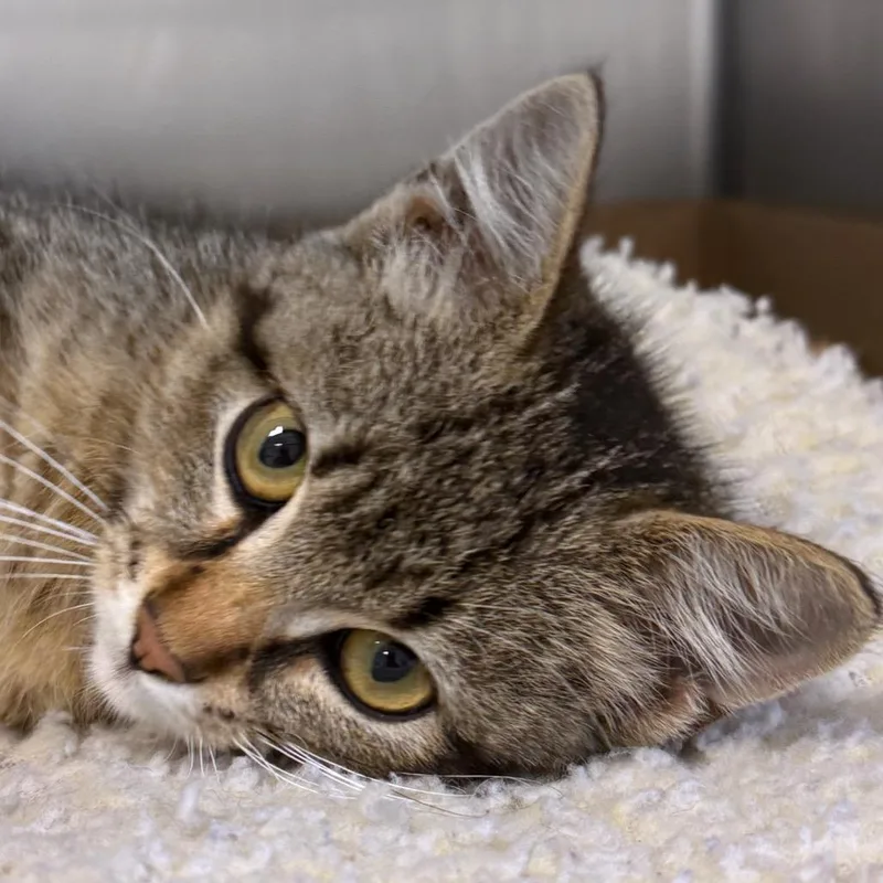 A baby small-sized female Torbie Domestic Short Hair cat named Skittles for adoption in Ottawa, KS