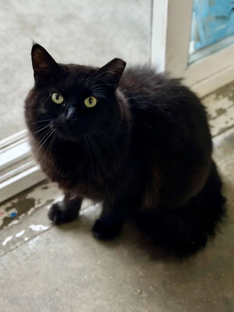 An adult large-sized male Black Domestic Long Hair cat named Hunk for adoption in Faribault, MN