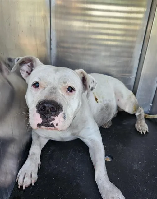 A young large-sized female American Staffordshire Terrier dog named Holly for adoption in San Antonio, TX