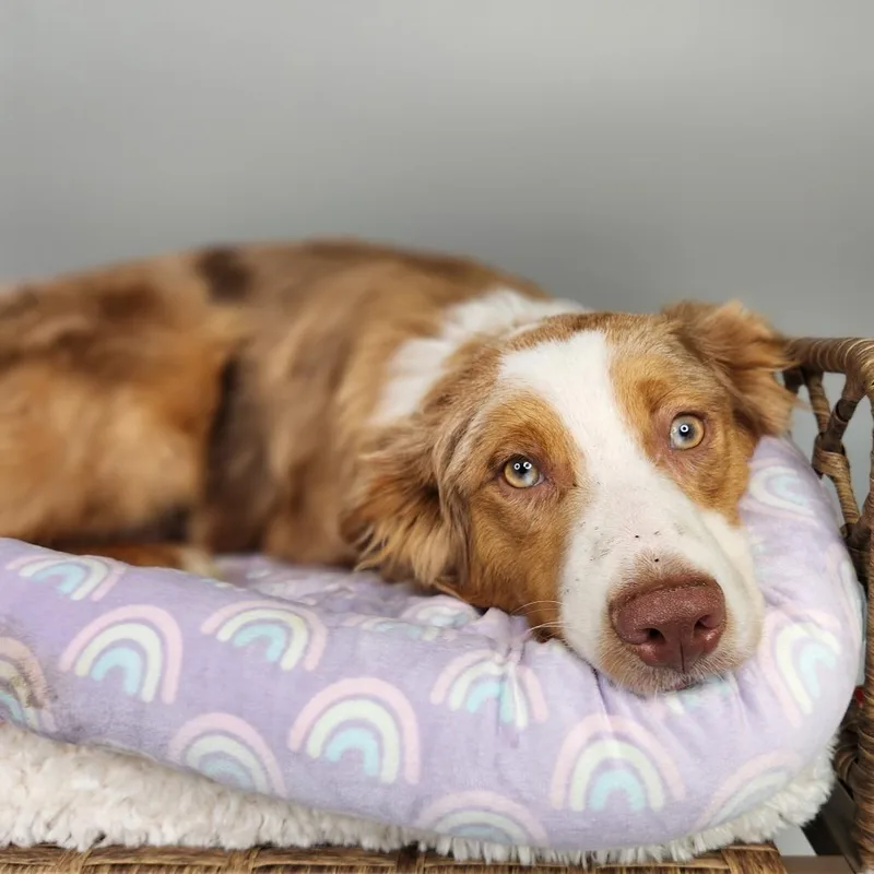 A young medium-sized male Yellow / Tan / Blond / Fawn Border Collie dog named Not Again for adoption in Fort Wayne, IN