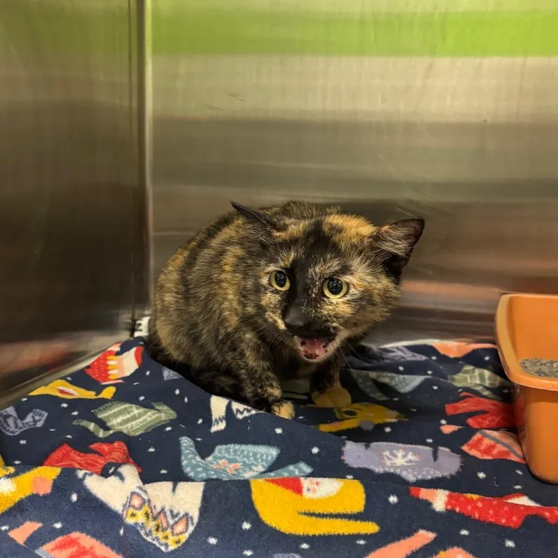 An adult small-sized female Calico Domestic Short Hair cat named Momma C for adoption in Brookfield, MO
