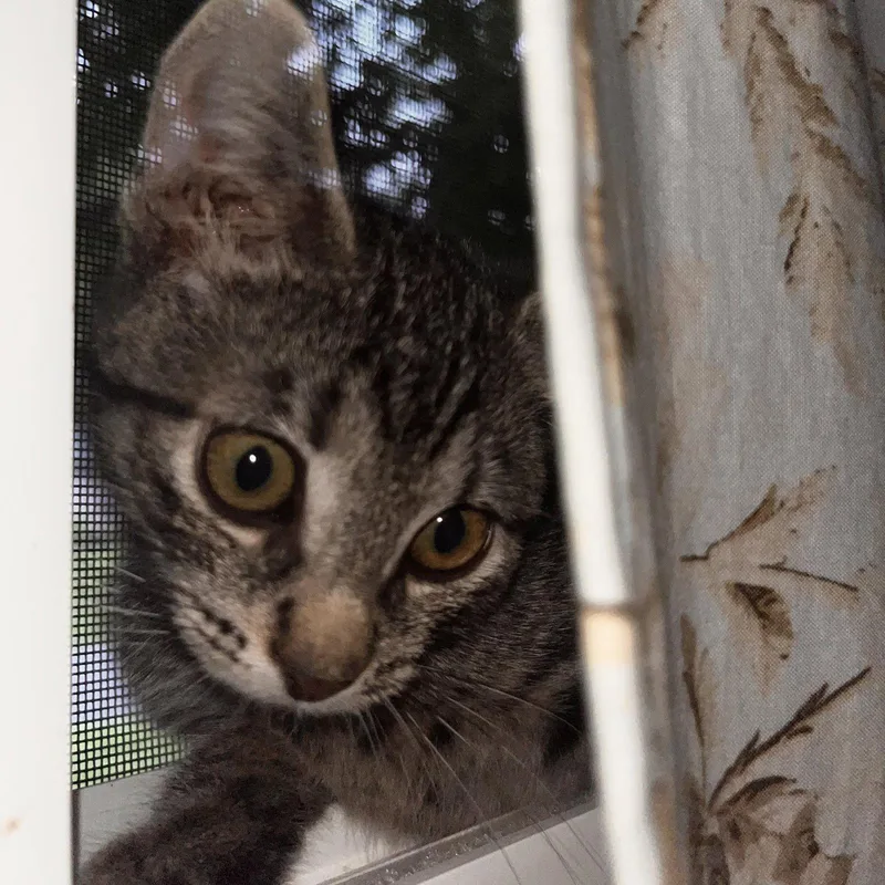 A baby medium-sized female Brown / Chocolate Domestic Short Hair cat named Winslow for adoption in Rochester, NY