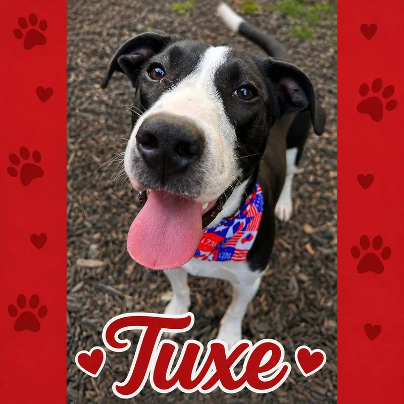 Tuxe thumbnail 3
