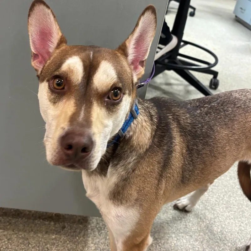 An adult medium-sized male Yellow / Tan / Blond / Fawn Mixed Breed dog named Bender for adoption in Jacksonville, FL