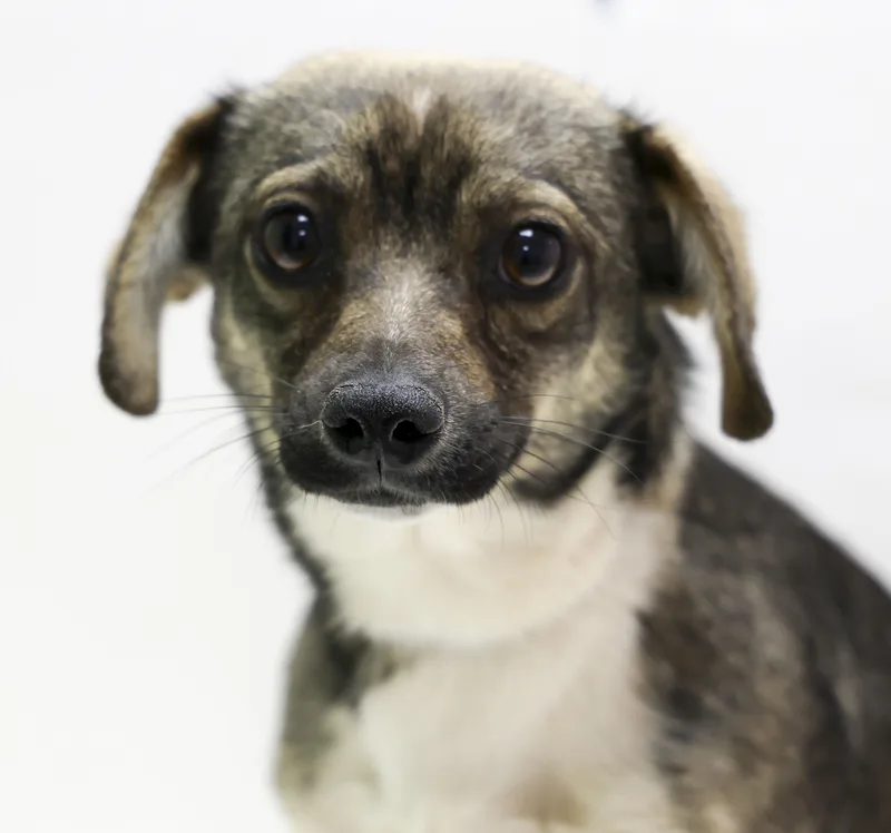 A young small-sized male White / Cream Chihuahua dog named Walker for adoption in Casa Grande, AZ