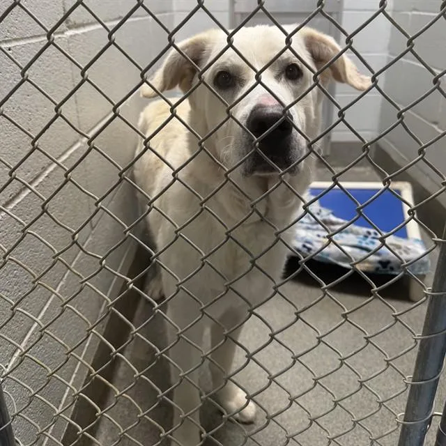 An adult medium-sized male Labrador Retriever dog named Patriot for adoption in Huntsville, AL