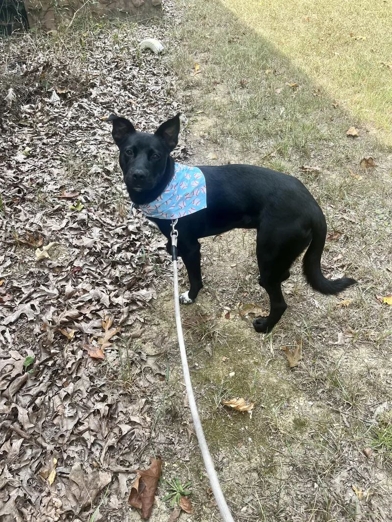A young medium-sized female Black Border Collie dog named Lizzie for adoption in Westminster, MD