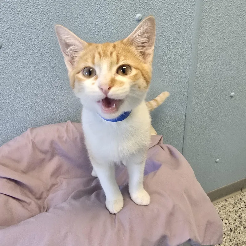 A baby medium-sized male Orange & White Domestic Short Hair cat named Jax for adoption in Farmington, MO