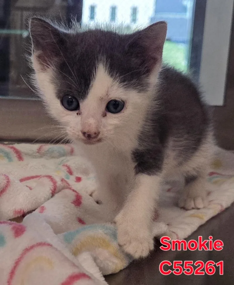 Smokie