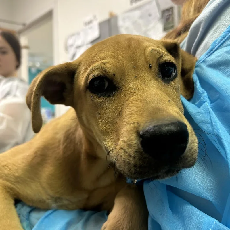 A baby small-sized male Yellow / Tan / Blond / Fawn Mixed Breed dog named Monkey Bars for adoption in Charleston, WV