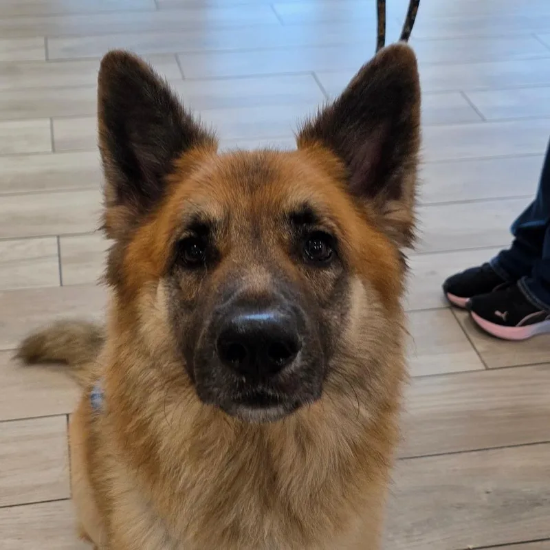 An adult large-sized male Shepherd dog named Red Wing for adoption in Chatham, VA