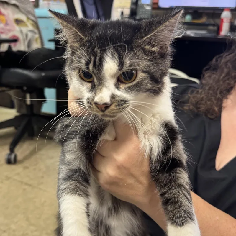 A young medium-sized male Gray / Blue / Silver Domestic Short Hair cat named Steve for adoption in Birmingham, AL