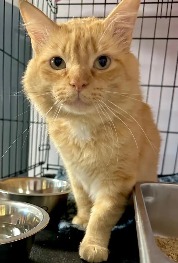 A young small-sized male Domestic Medium Hair cat named Tyler for adoption in Saint Francisville, LA