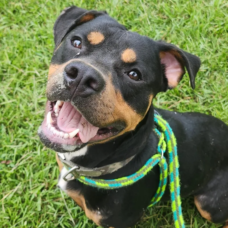 An adult medium-sized male Rottweiler dog named Hulk for adoption in Hamilton, GA