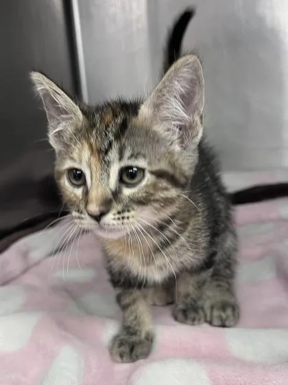 A baby small-sized female Domestic Short Hair cat named Amethyst for adoption in Houston, TX