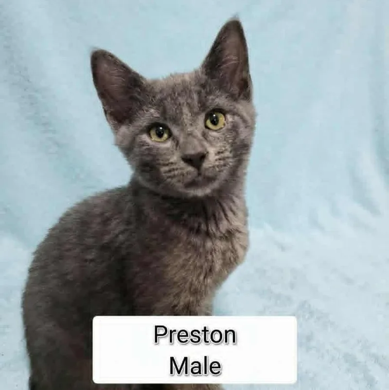 Preston thumbnail 2