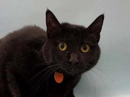 An adult large-sized female Domestic Short Hair cat named Morticia for adoption in Woodbury, MN
