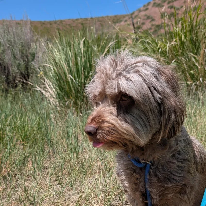 An adult small-sized female Sable Mixed Breed dog named Odee for adoption in Hailey, ID