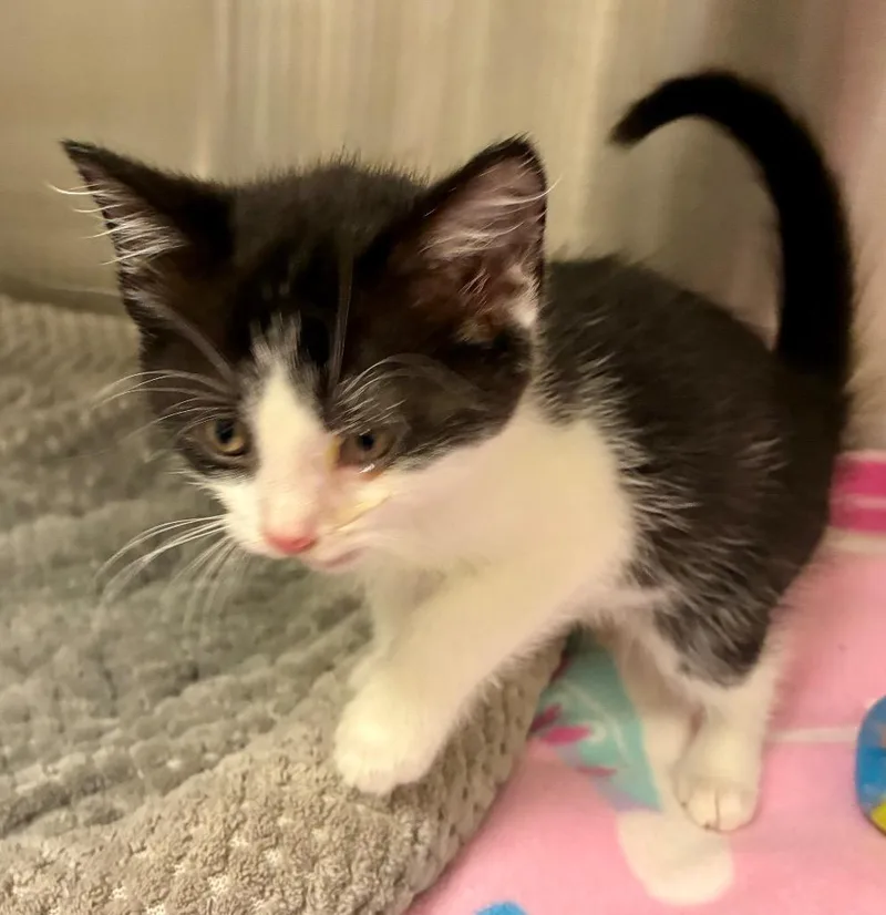 A baby medium-sized female Domestic Short Hair cat named Kyndall for adoption in Greeneville, TN