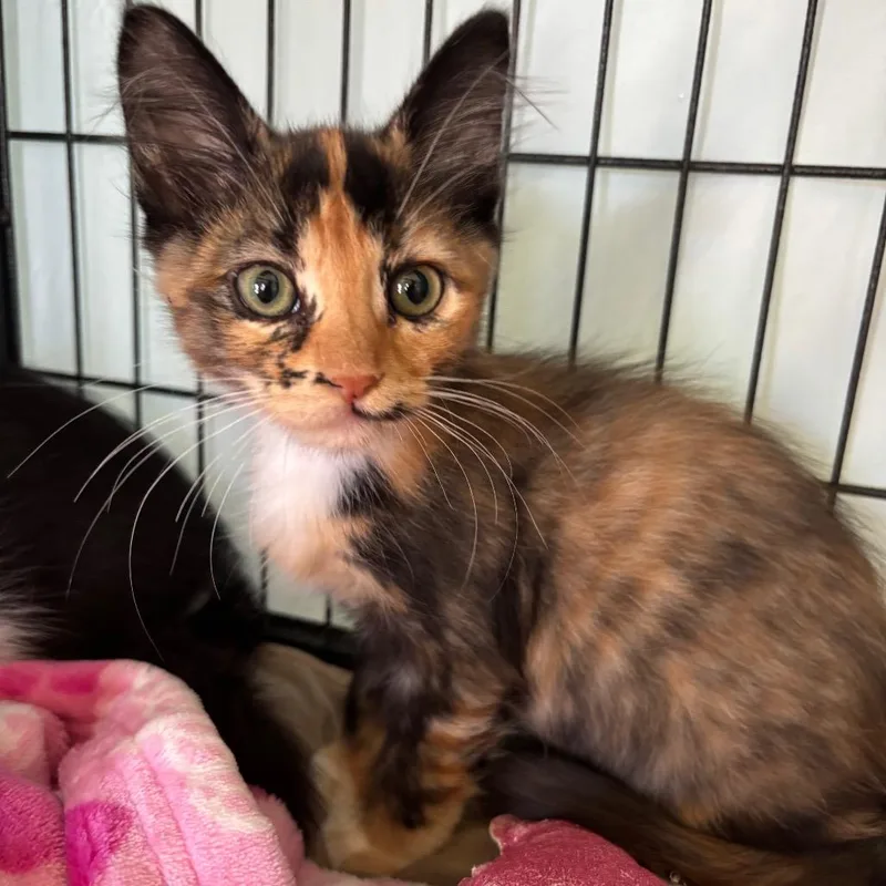 A baby small-sized female Calico Domestic Medium Hair cat named Jolly for adoption in Long Beach, CA