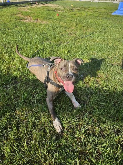 A young medium-sized female Boxer dog named Bambi for adoption in Methuen, MA