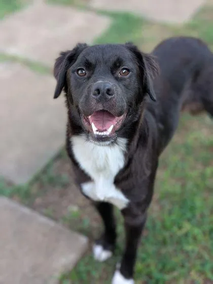 A baby medium-sized female Border Collie dog named Betsy for adoption in Mansfield, TX